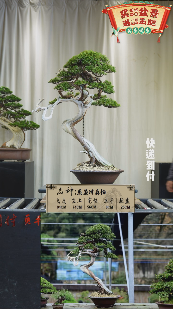 【闪购商品】g907系鱼川真bubaoyou