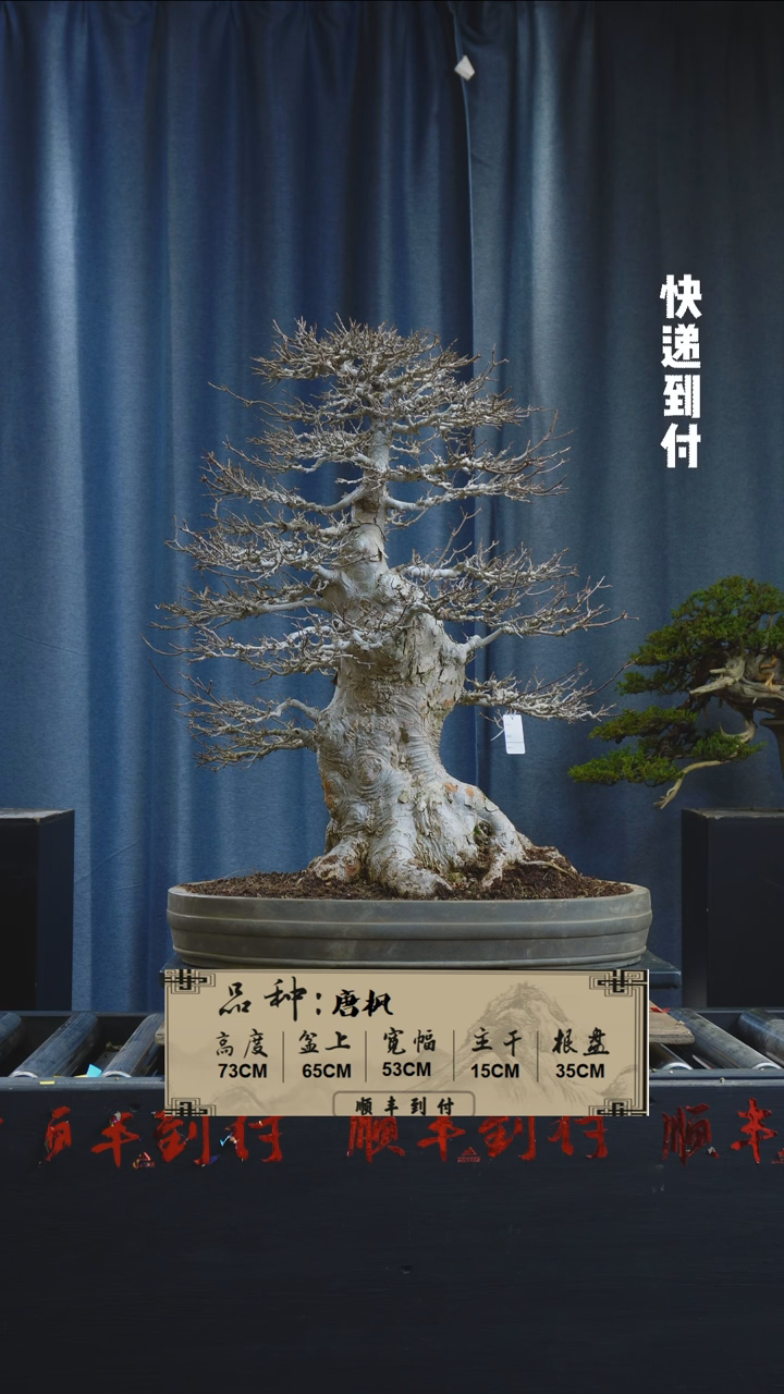 【闪购商品】F761唐枫bubaoyou