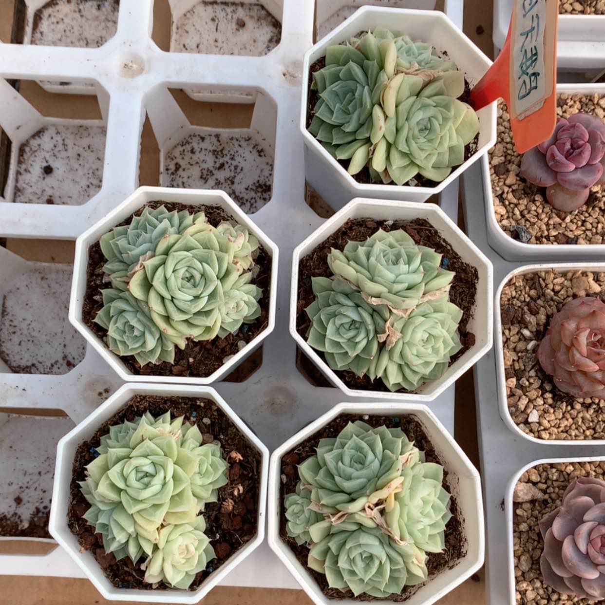 【闪购商品】白天鹅群福利
