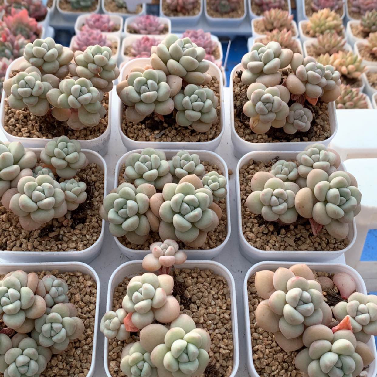 【闪购商品】泡泡糖群福利