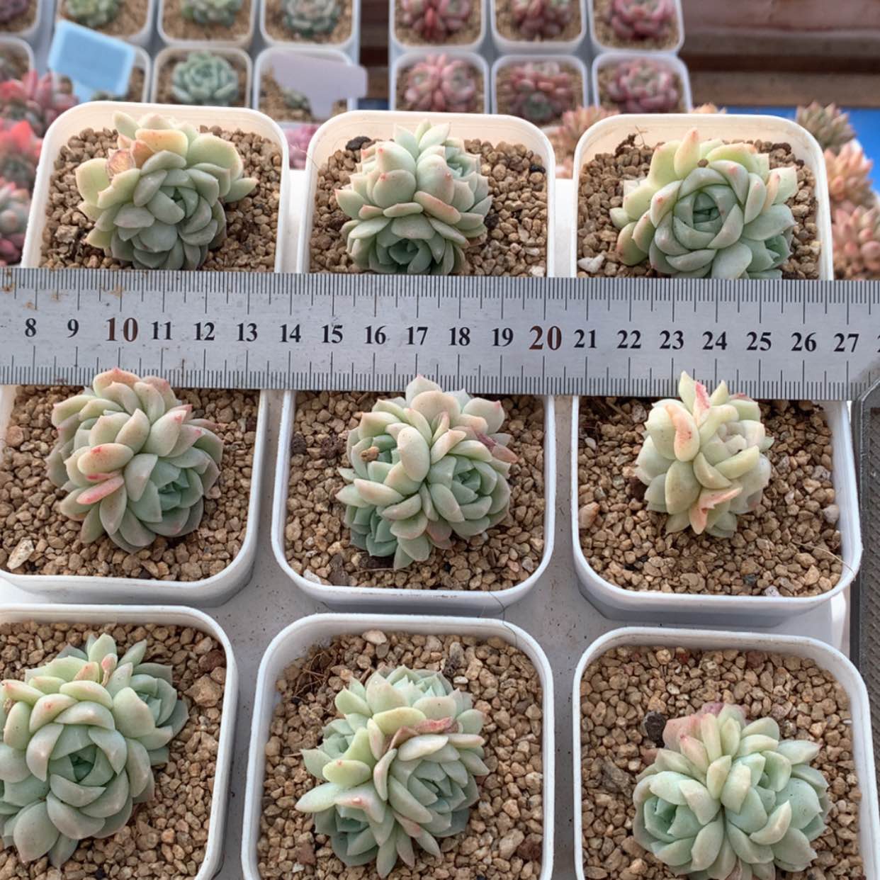 【闪购商品】梦幻泡影群福利