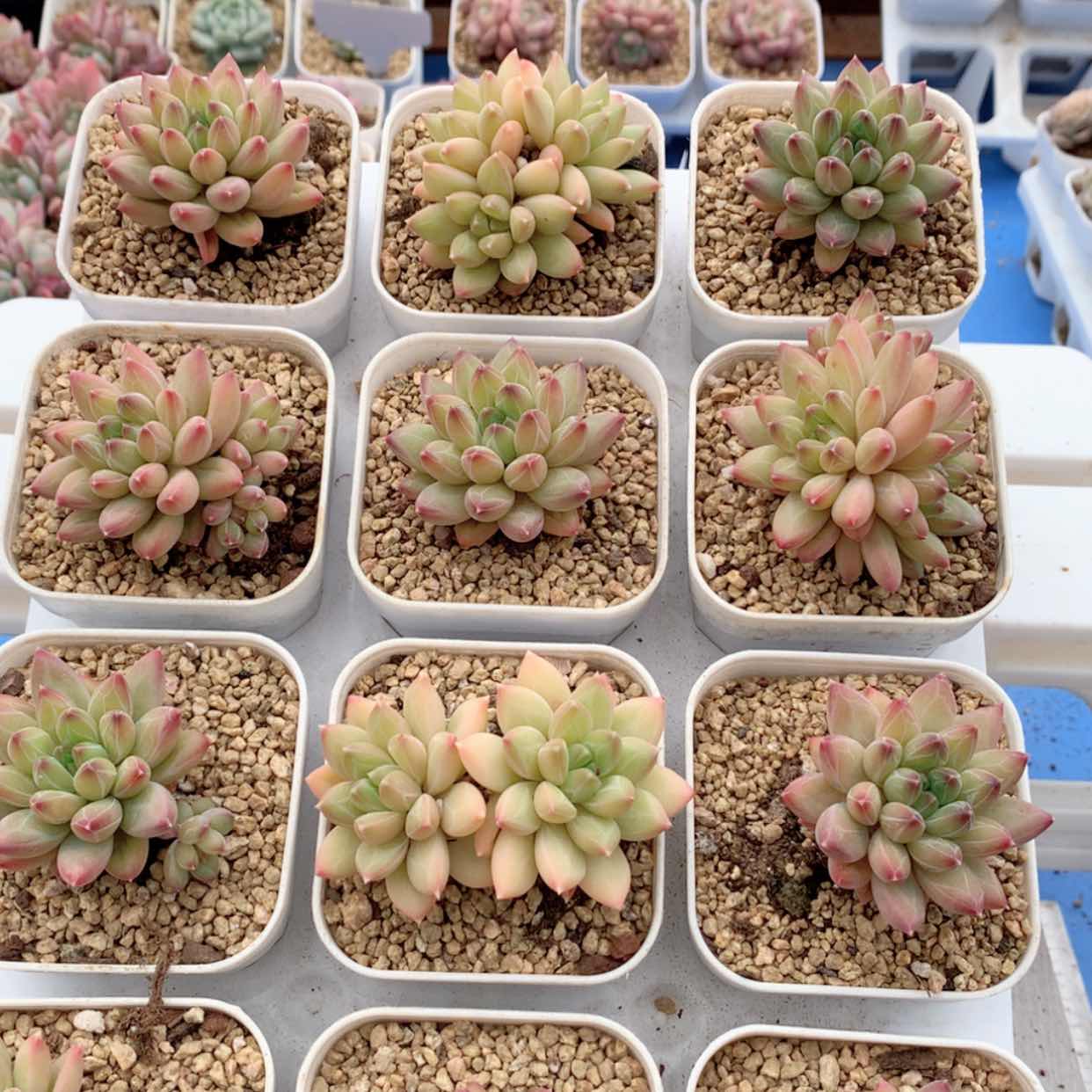 【闪购商品】青柠福利