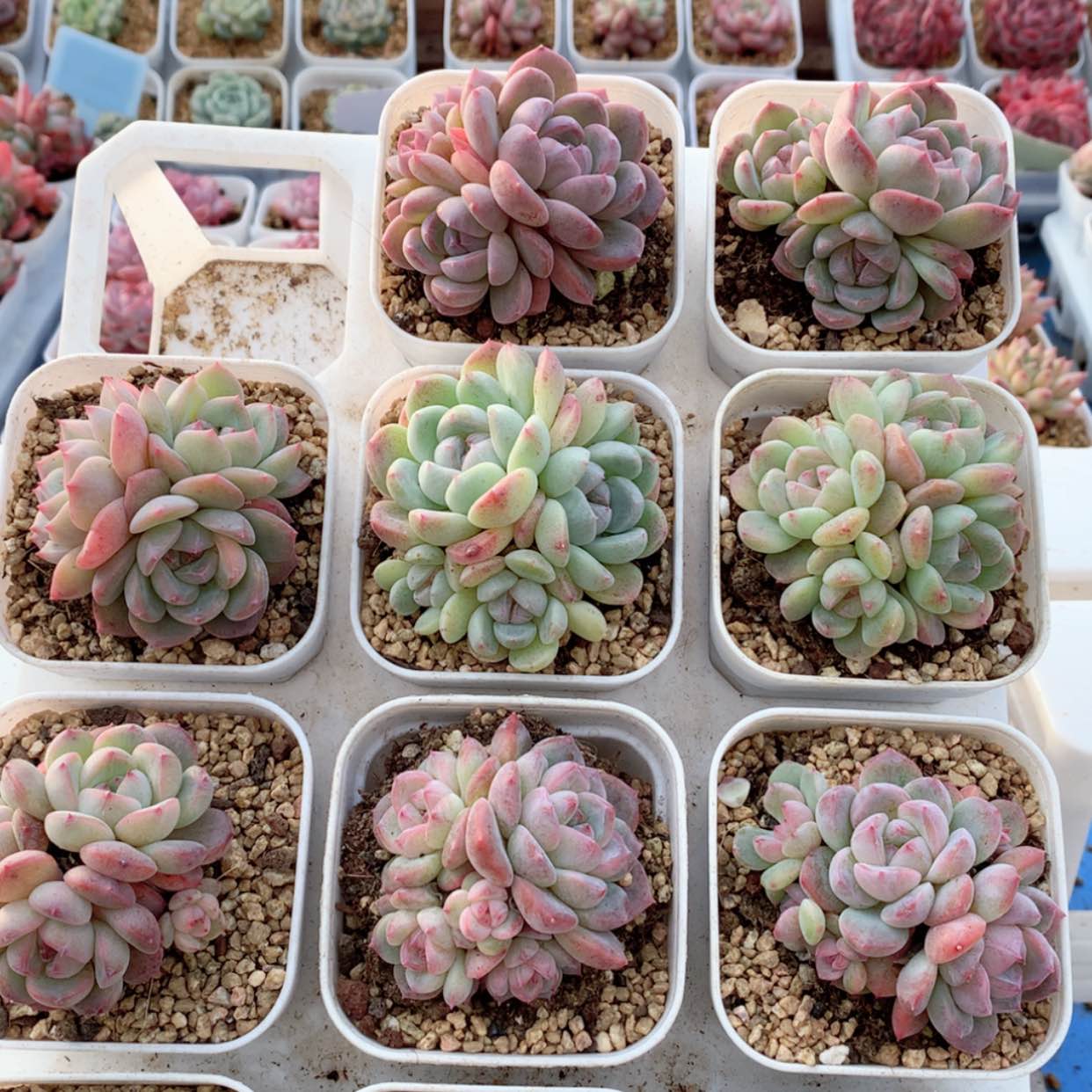 【闪购商品】刚毅群福利