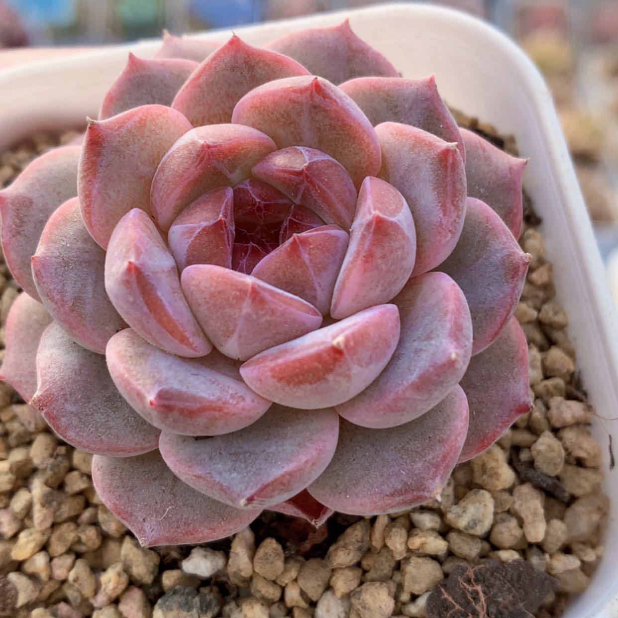 【闪购商品】星河福利