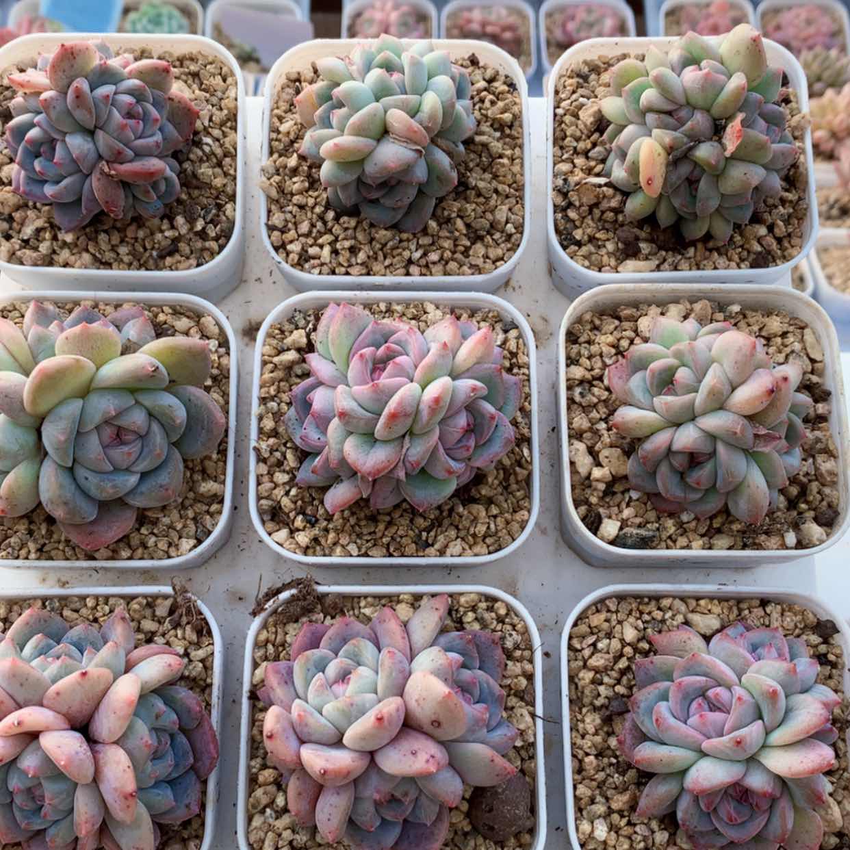 【闪购商品】雪塔群福利多肉
