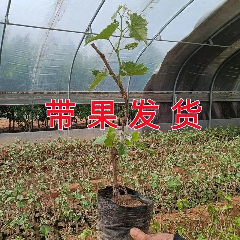 带果葡萄苗树苗带土带叶盆地栽阳台种植南北方当年结果葡萄果树苗