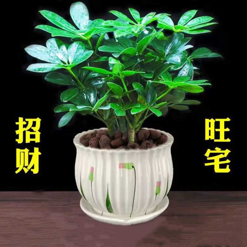 水培盆栽招财树植物八方来财鸭木室内绿植花卉发财树水养客厅大棵