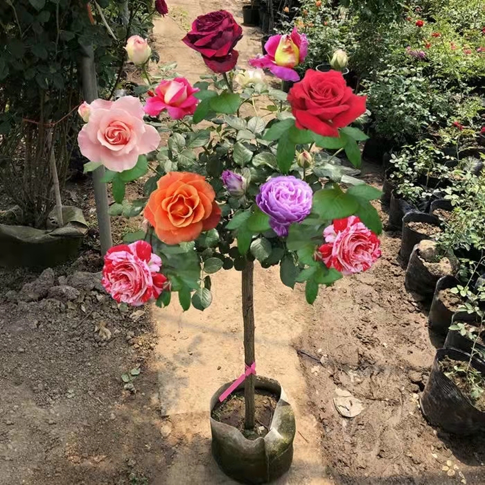 四季开花棒棒糖树桩月季果汁阳台灌木月季浓香容易庭院花卉 盆栽