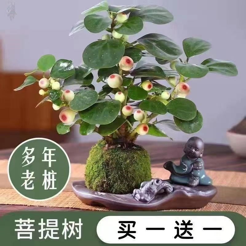 禅意小盼菩提树带果盆景书房桌面办公老桩客厅摆放花绿色植物