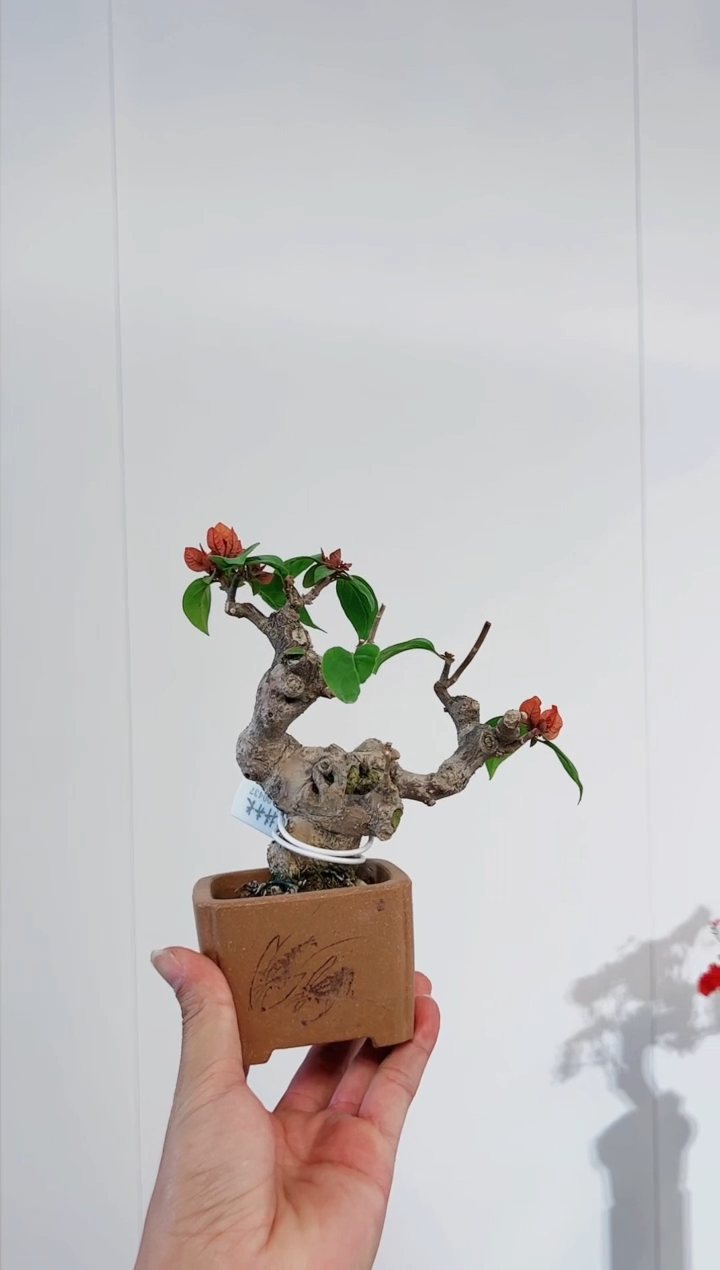 【闪购商品】同安红