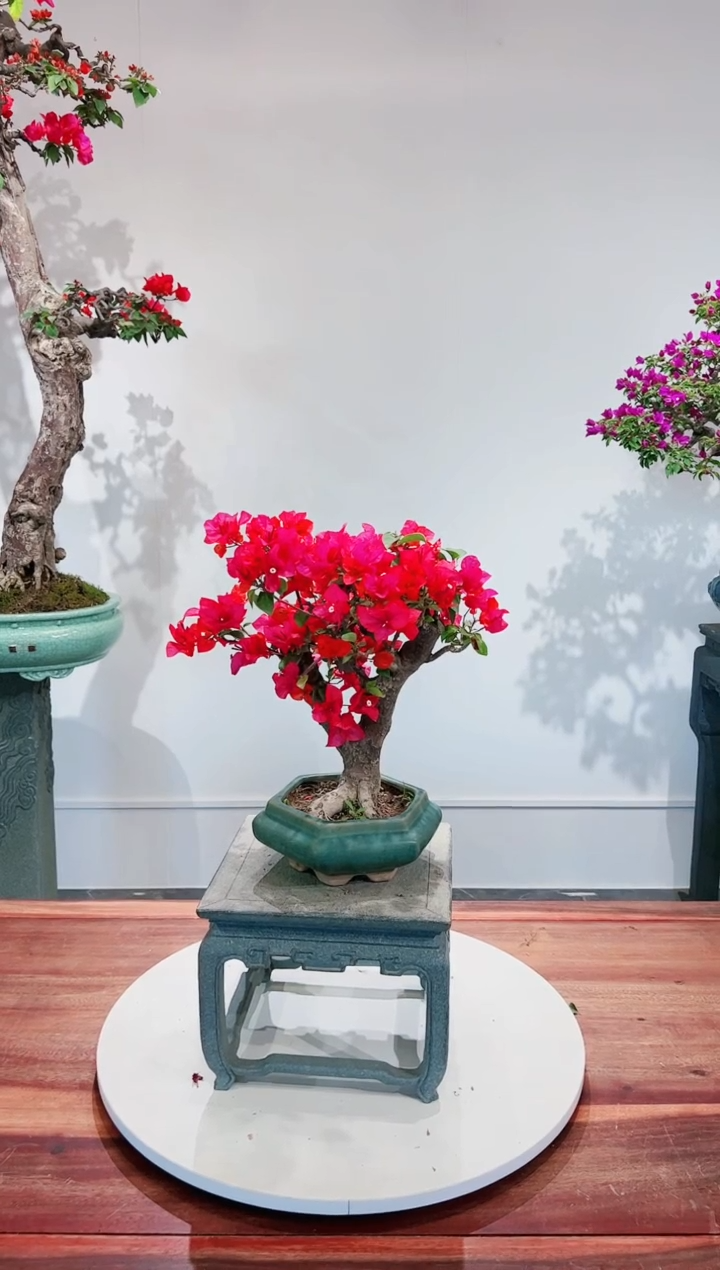 【闪购商品】同安红