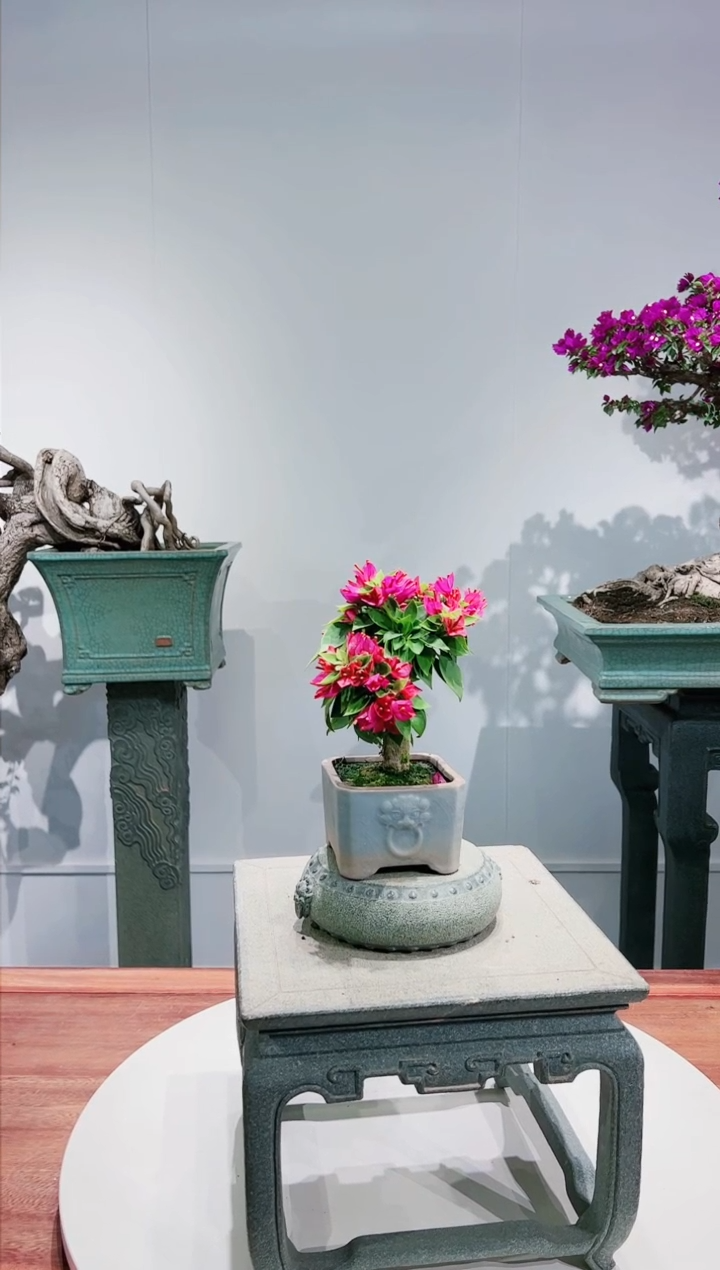 【闪购商品】小桃红