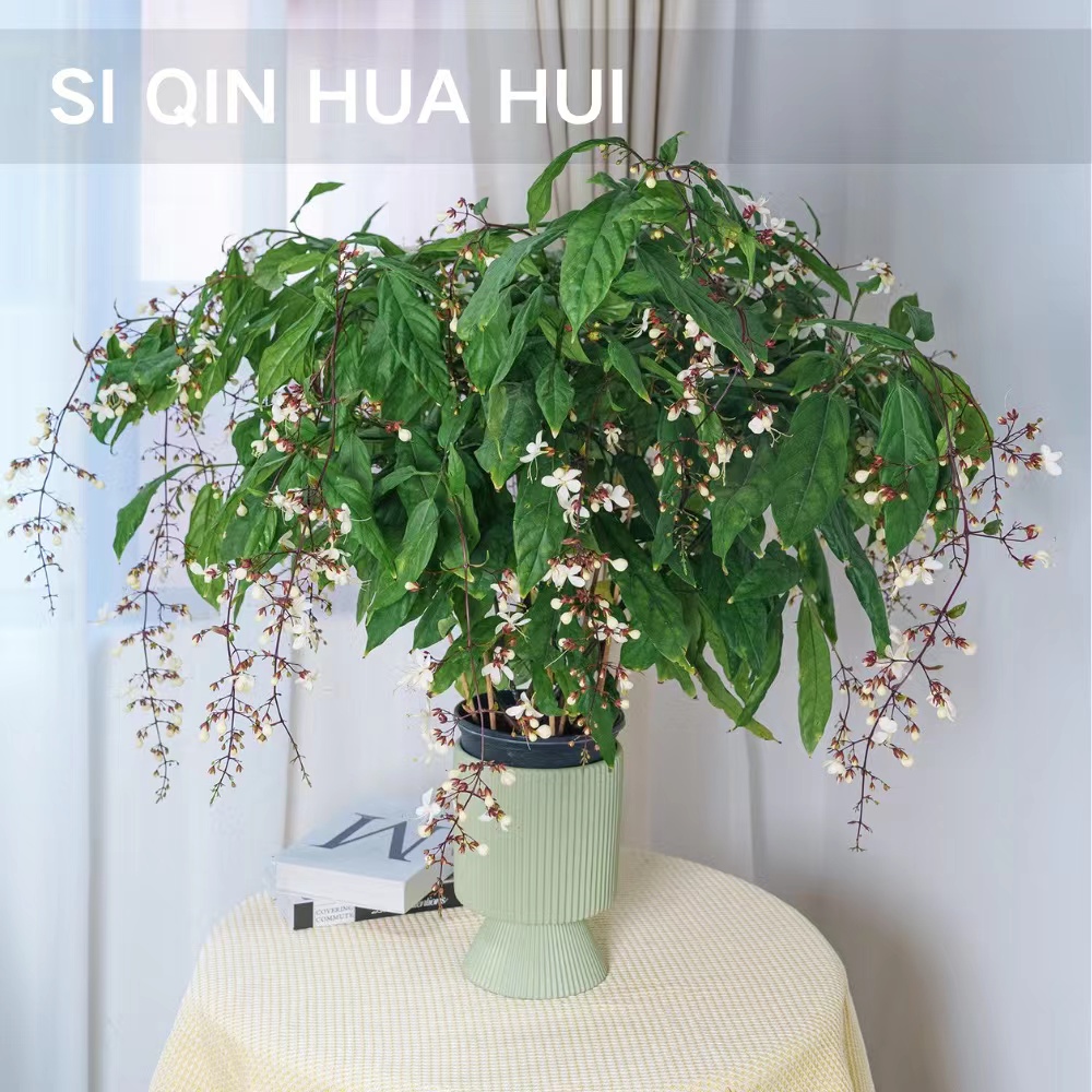 【思芹花卉丨垂丝茉莉】A级办公室桌面茶盆栽会开花，云南鲜花年宵花