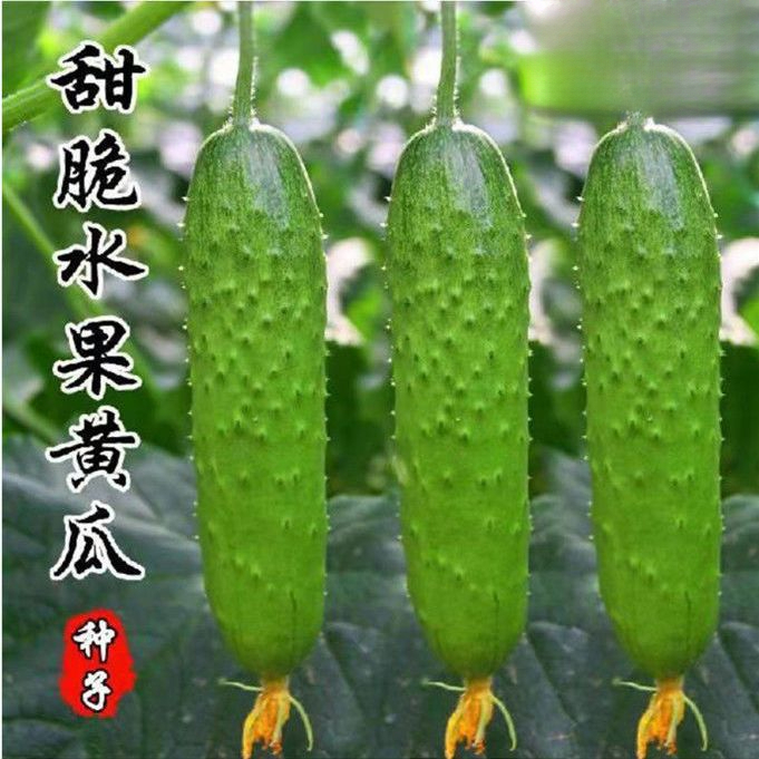 水果黄瓜种子阳台盆栽四季蔬菜种子春秋耐旱籽种高产青长黄瓜种孑