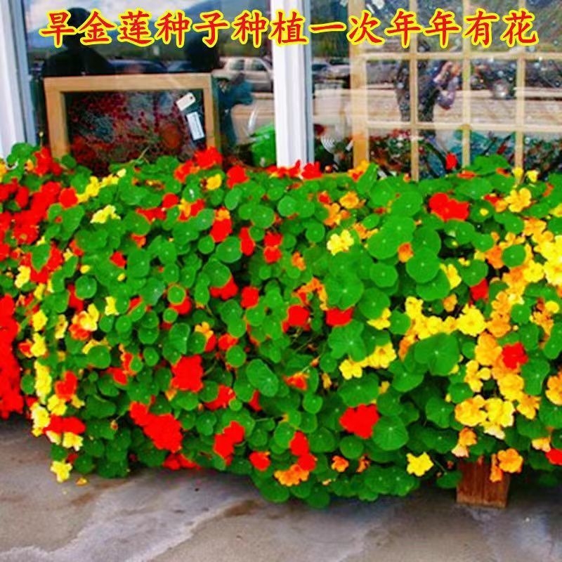 旱金莲种子垂吊爬藤花卉旱荷花种籽子四季种室内庭院盆栽阳台耐热