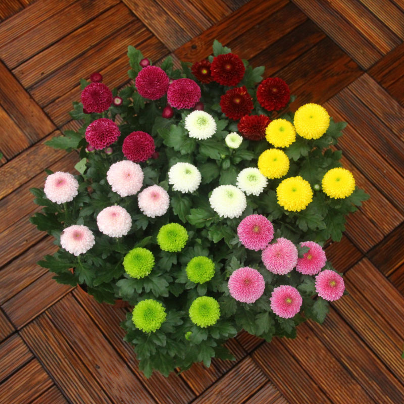 乒乓菊种子鲜花植物阳台室内外球菊花四季花卉雏菊种籽野花组合