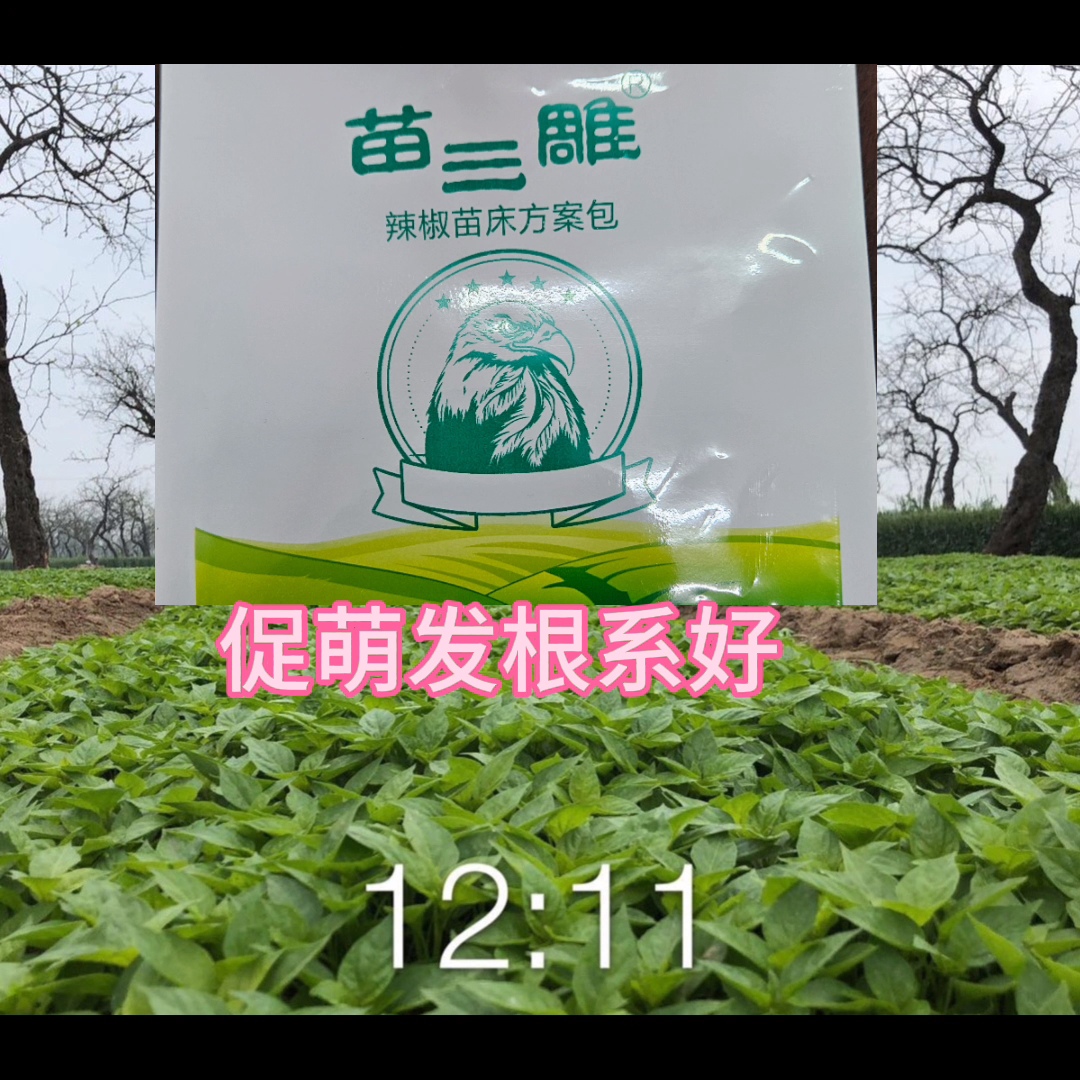 辣椒苗床使用生根壮苗健苗组合方案水溶肥