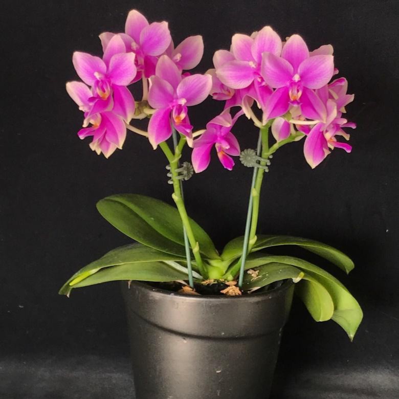 【香奈儿】浓香蝴蝶兰小花花剑苗