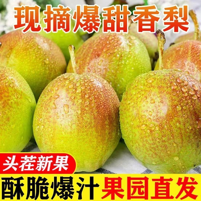 【果园现摘产地直发】陕西渭南红香酥梨9斤当季新鲜水果应季生鲜2斤