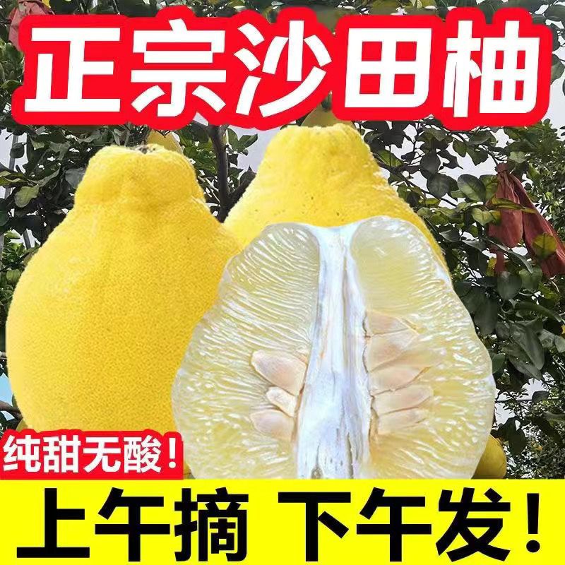 【A纯甜现摘】正宗湖南江永沙田柚新鲜柚子沙田柚白心柚新鲜水果