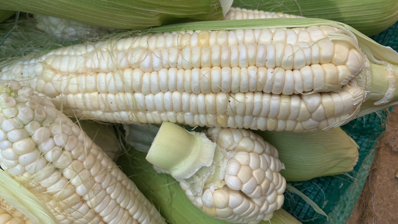 小焮收山货 玉米