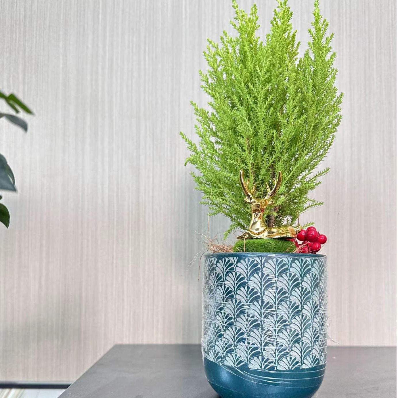 【香松】小盆栽香味绿植香松室内茶几书桌盆栽禅意圣诞节绿植小盆栽