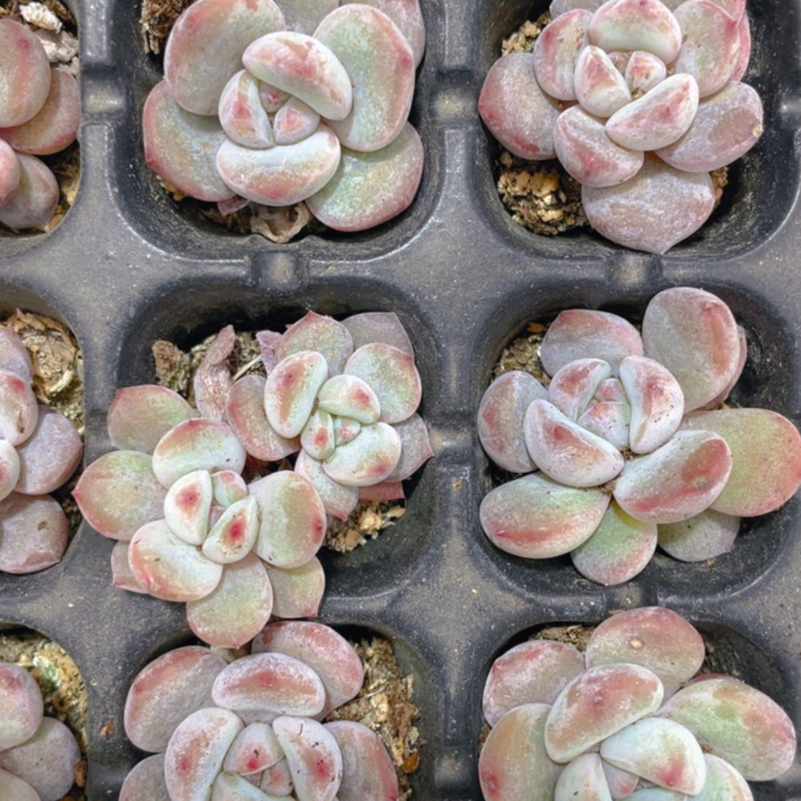 【闪购商品】小星影