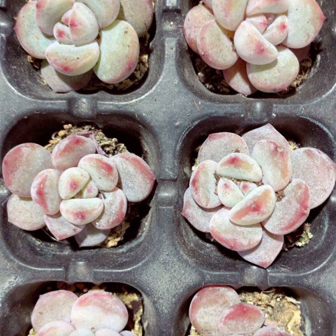 【闪购商品】小星影