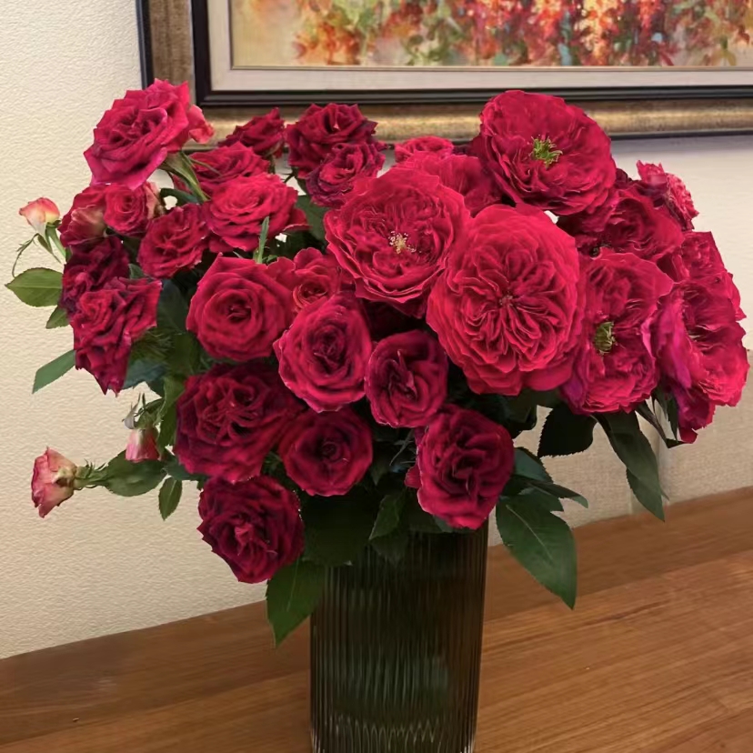 云南百花园基地 {紫罗兰玫瑰10枝} 包邮 送保鲜剂