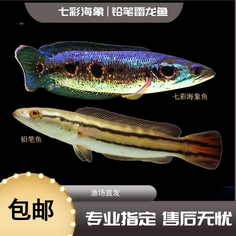 铅笔鱼七彩海象小盾鳢鱼多曼大型凶猛肉食鱼进口竞品观赏鱼雷龙鱼
