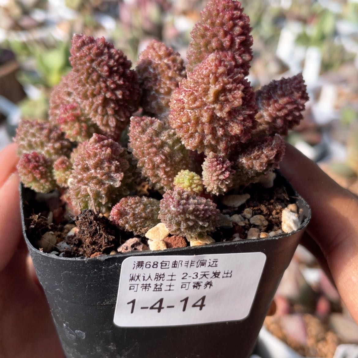 【闪购商品】?*默      朱紫玉