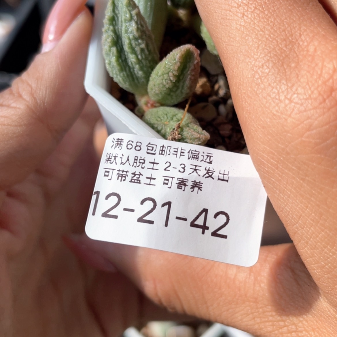 【闪购商品】七**?              白虎
