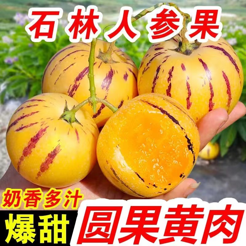【牧阳】云南石林人参果大果新鲜人叁果水果七彩黄肉圆果人生果包邮