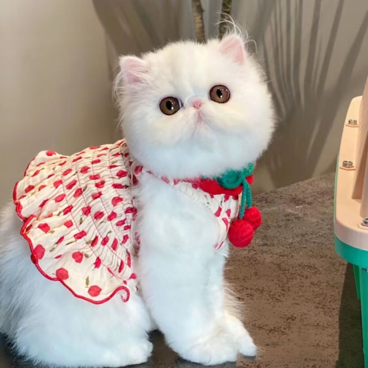 薄款狗狗宠物衣服夏季吊带裙子比熊泰迪狗小狗猫咪公主背心裙可爱