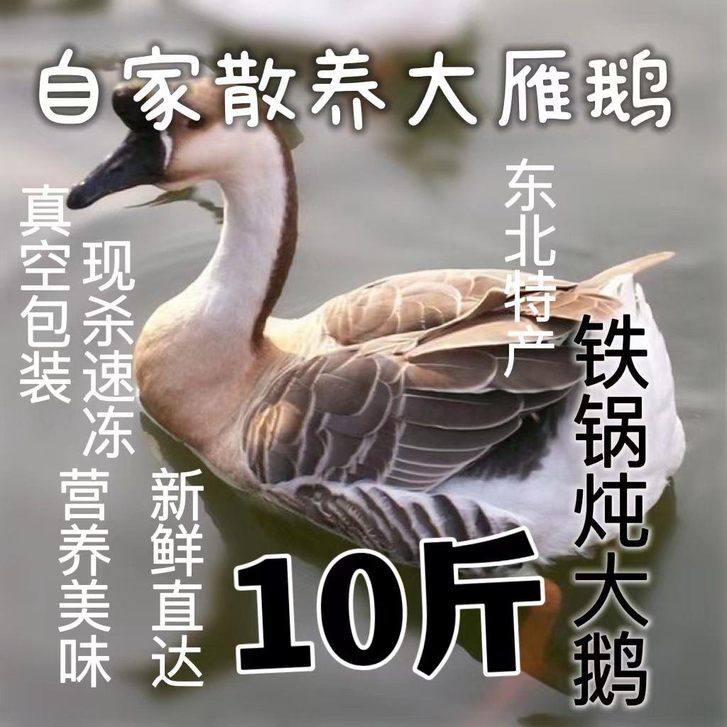 大雁鹅散养东北大雁鹅东北大雁大雁大雁鹅送礼礼盒装批发不用