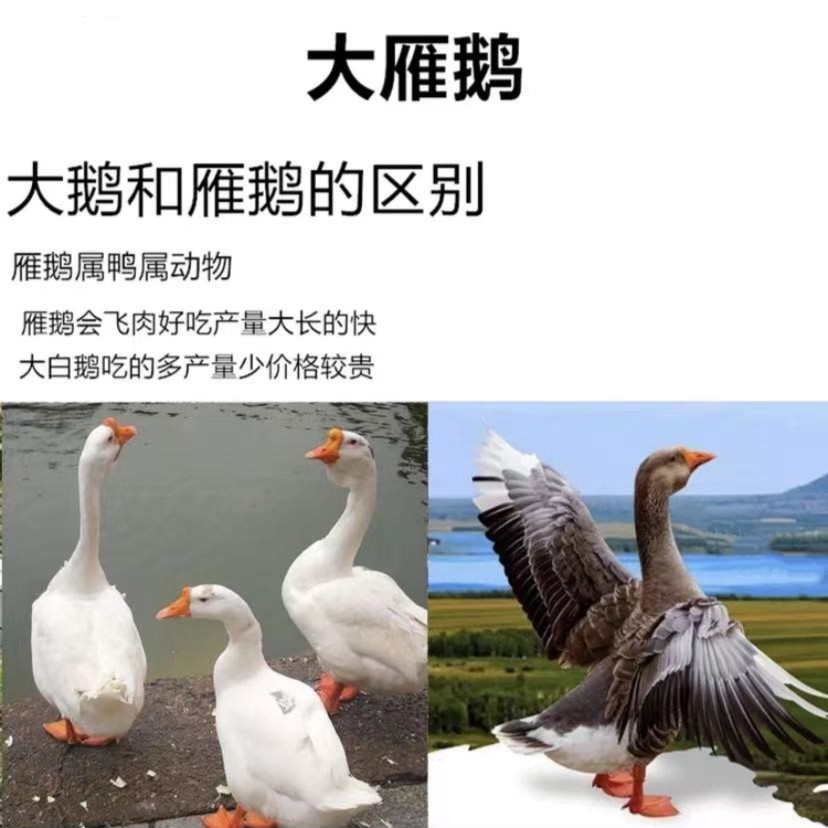 连云港发货  散养大雁鹅  冷链锁鲜  买一只送一只 【7斤左右】