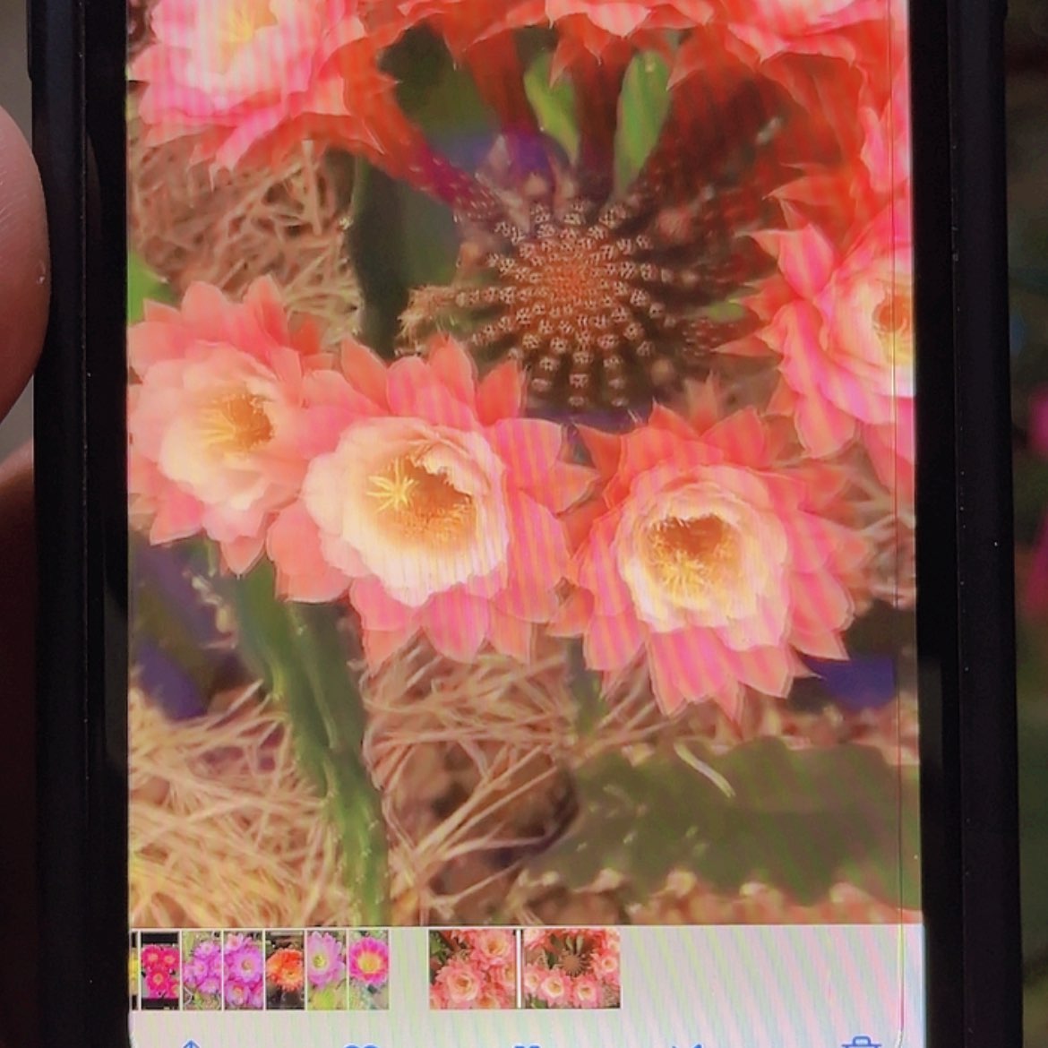 【闪购商品】金妞奈何之花大侧牙