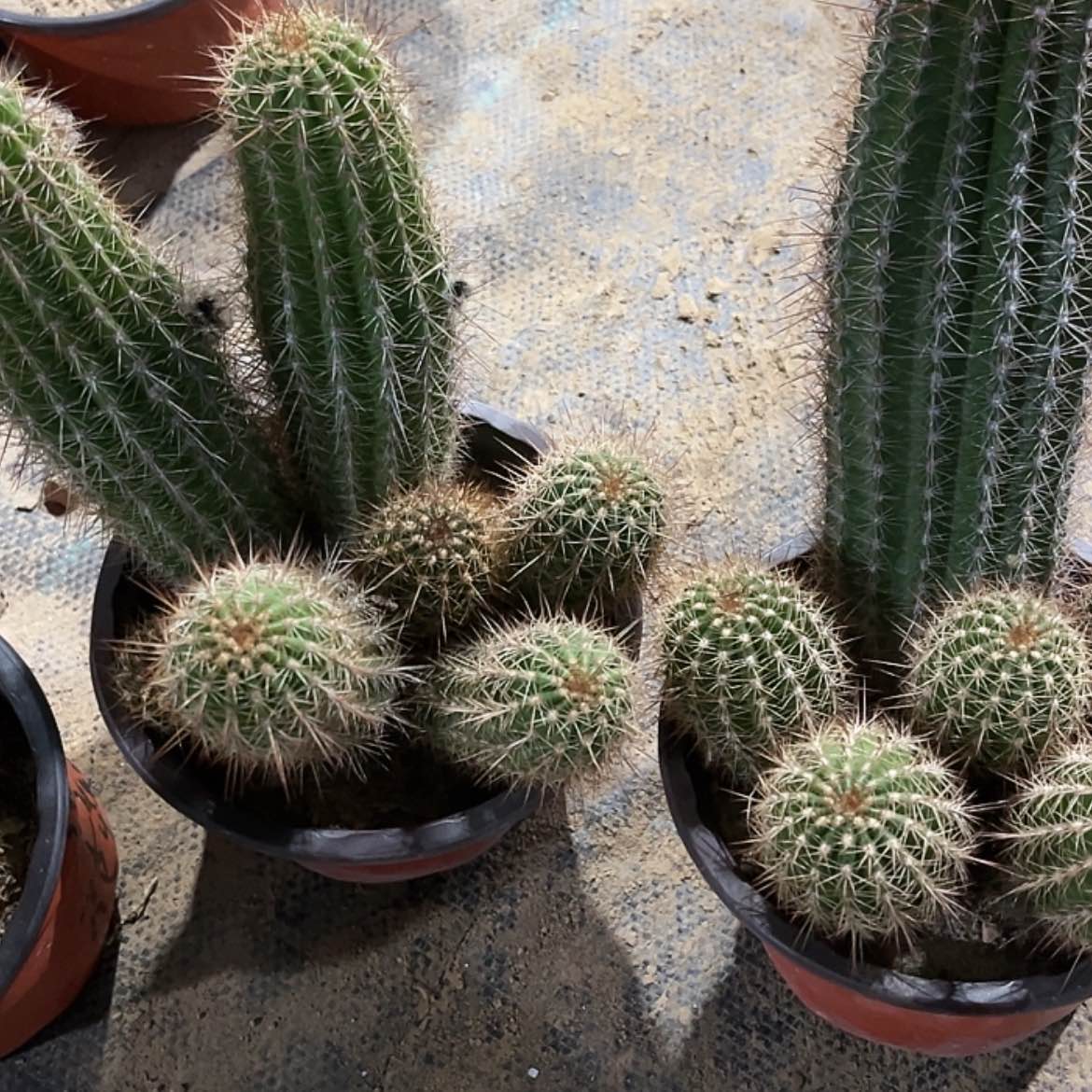 【闪购商品】开*果两颗大群毛花