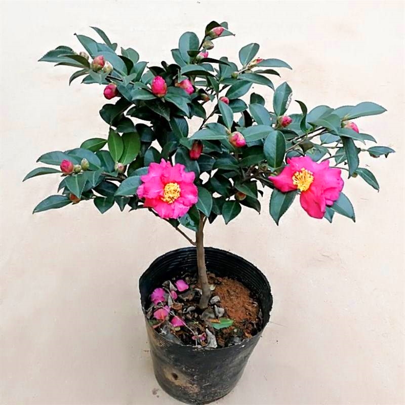 茶梅花苗盆栽四季花卉红茶梅球带花苞小玫瑰财神朝仓老桩耐寒植物