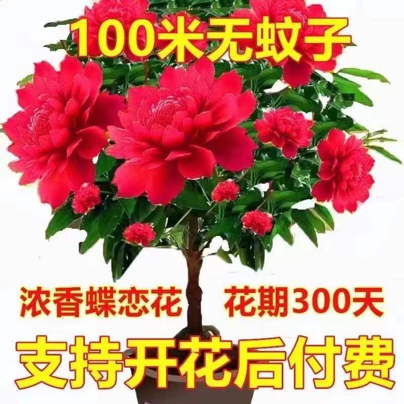 【带芽苞】千里香花卉大全驱蚊绿植盆栽耐高温室外绿植室内南北养