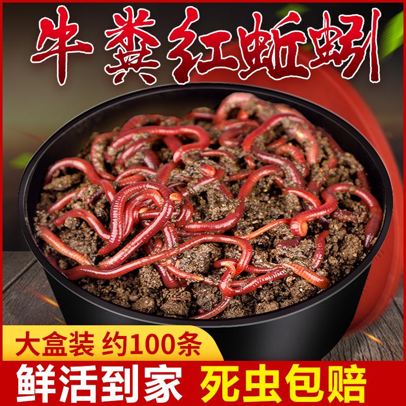 【邓老师专属】蚯蚓活饵鲜活红虫垂钓鱼饵料鲫鱼鲤鱼野钓黑坑鱼料