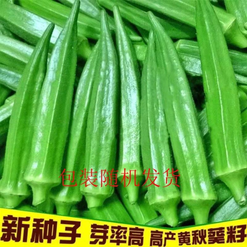 黄秋葵种一年四季高产绿秋葵种籽南北方耐寒防冻阳台盆栽蔬菜种子