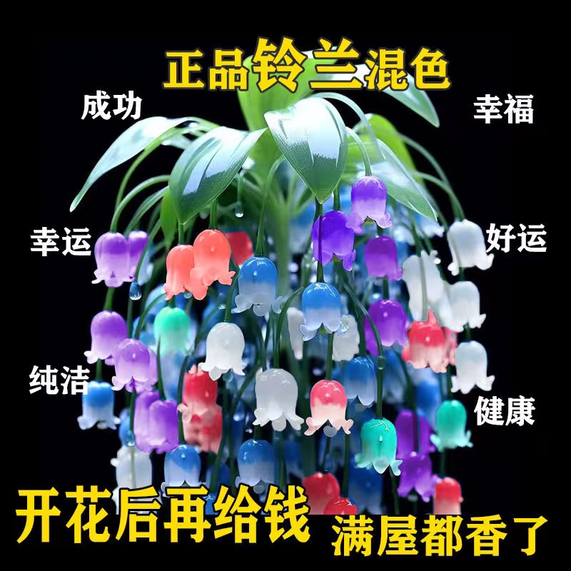 进口网红铃兰花苗浓香型花卉耐寒好养绿植阳台室内四季开花