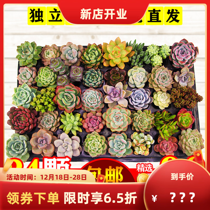 40颗多肉清棚小贵货老桩超大组合一筐一拍植物展示组合盆栽包邮