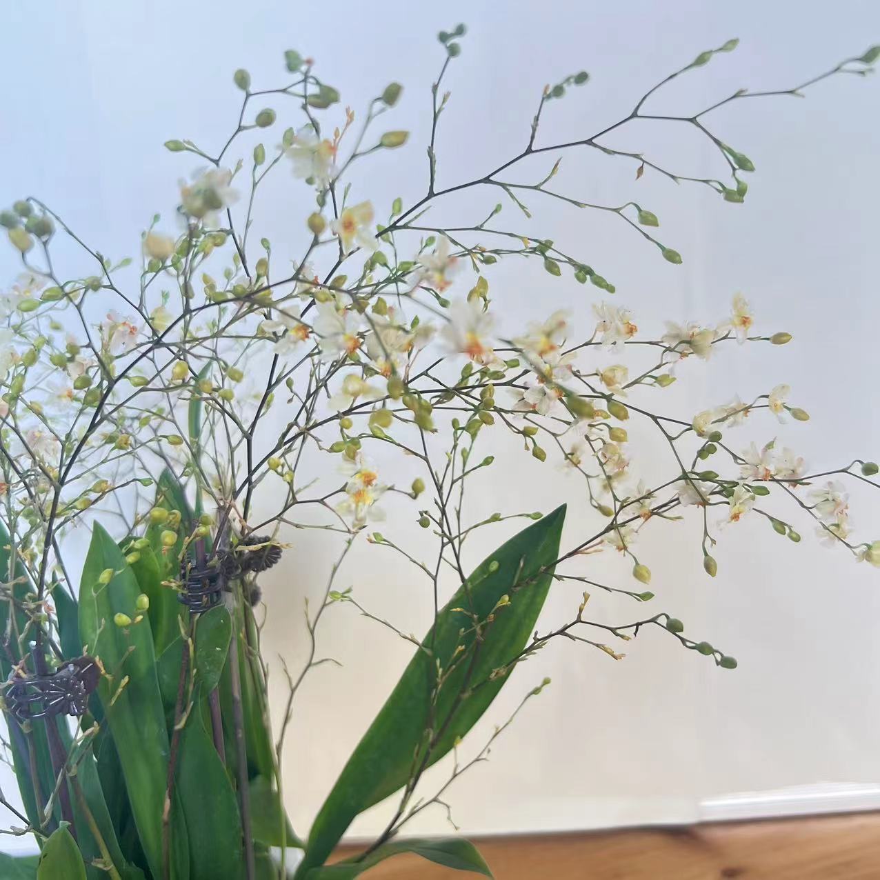 梦香兰