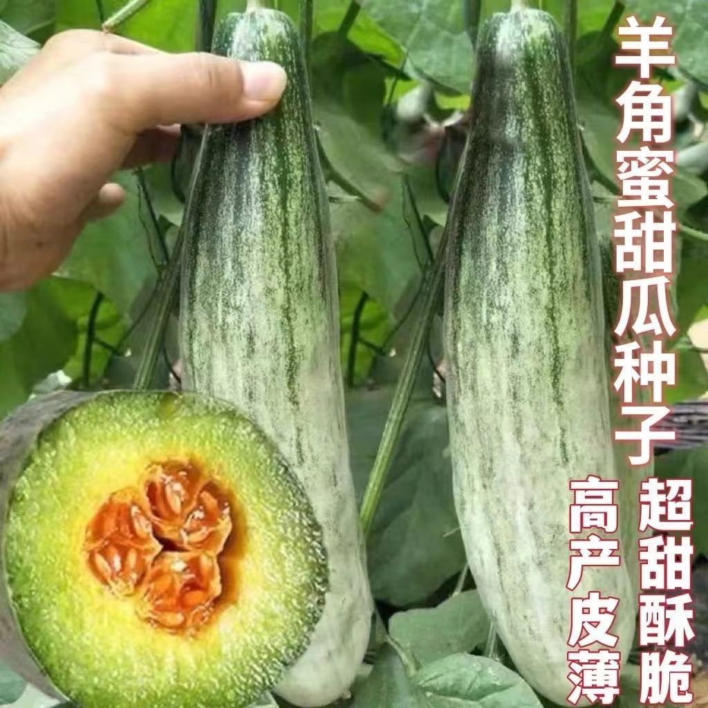 羊角蜜甜瓜种子羊角蜜脆酥四季甜瓜种籽绿宝石香瓜种子籽