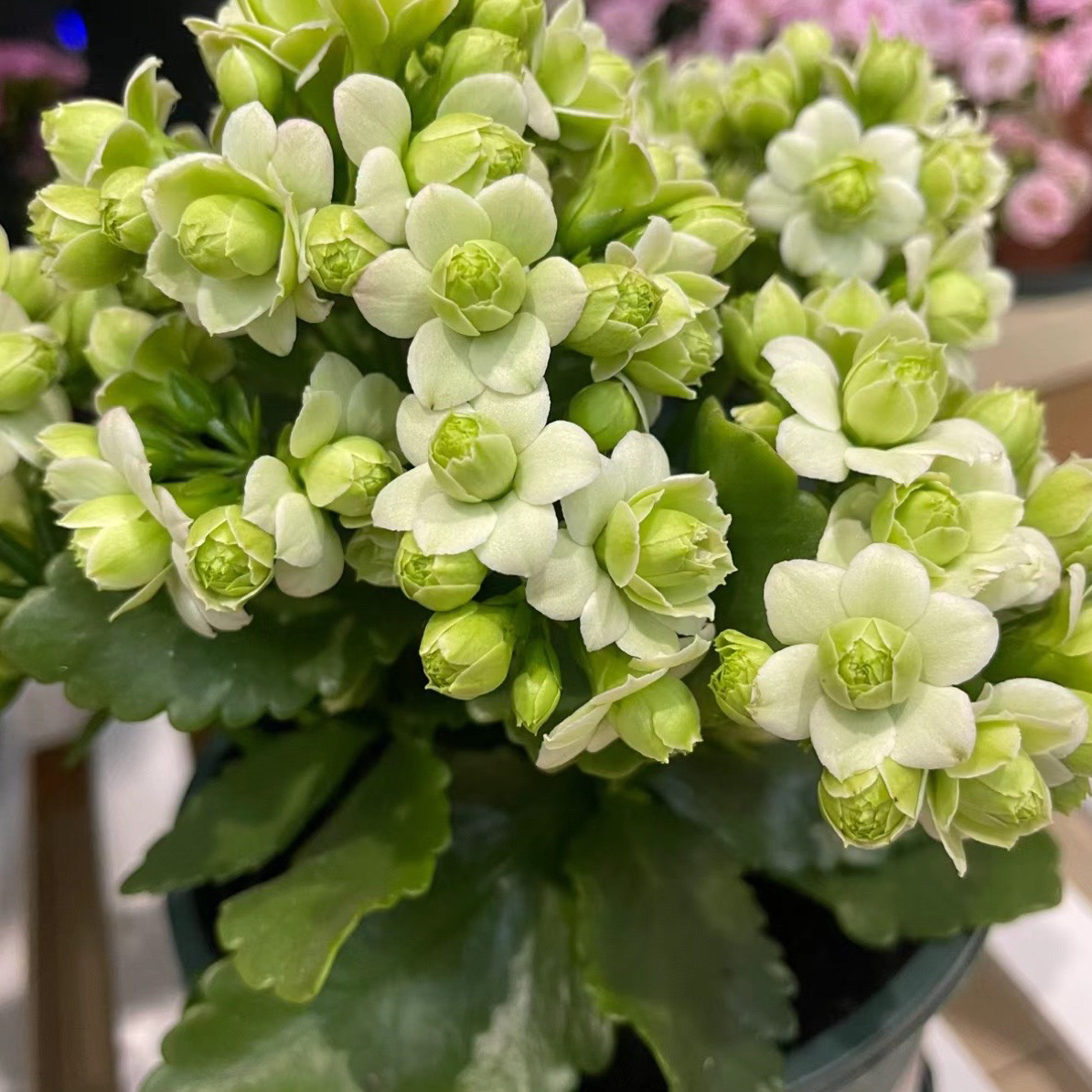 【绿巴黎】重瓣长寿花