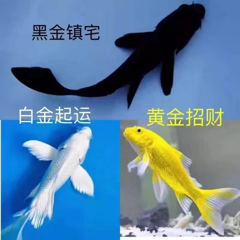 金鱼活鱼黄金锦鲤鱼招财鱼龙凤锦鲤好养耐活冷水观赏鱼小鱼苗活体