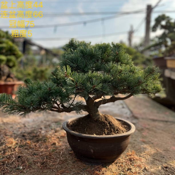 五针松/罗汉松/大阪松/黑松，直播间一物一拍