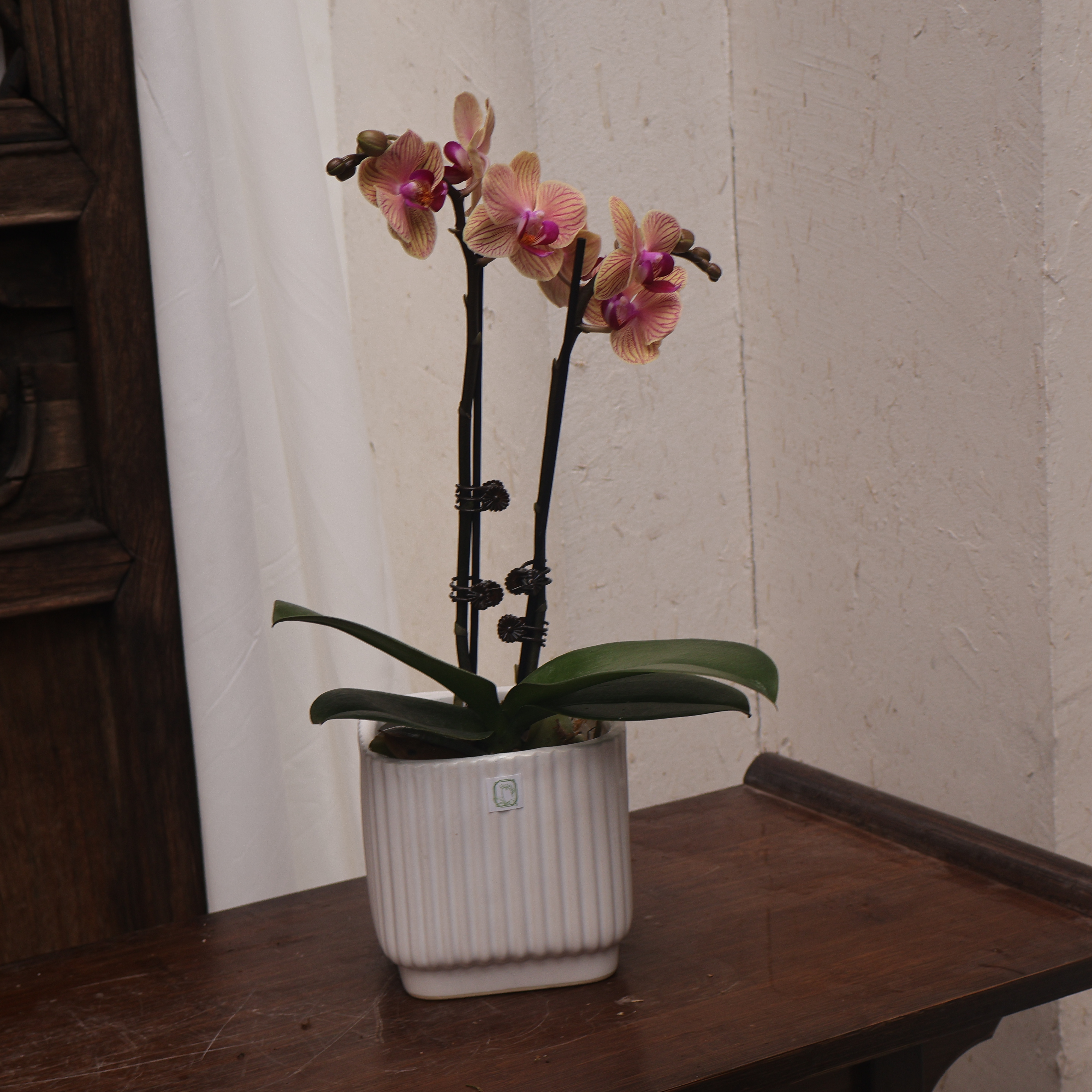 蝴蝶兰（小蜜蜂带花带花苞）发货